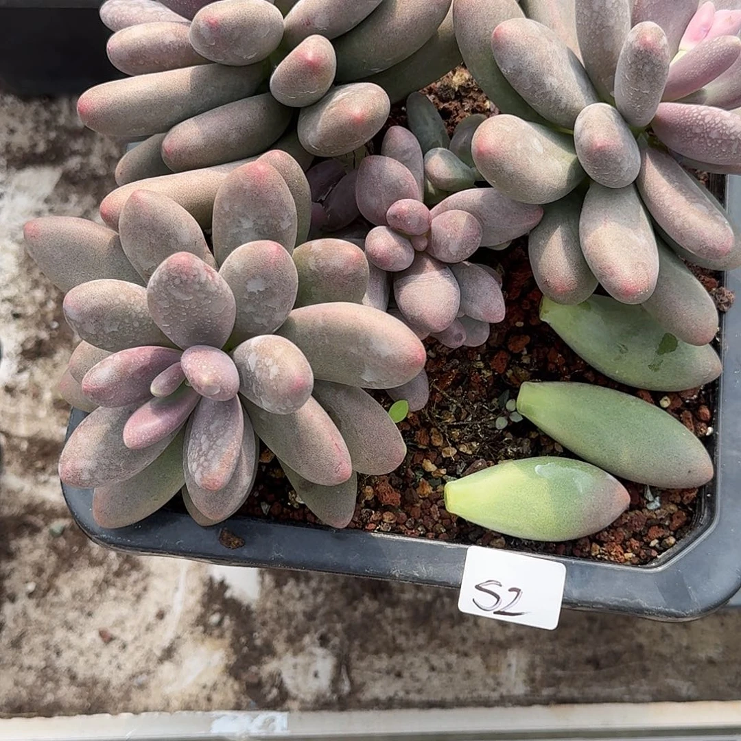 繁***肉52 号糖果美人多肉植物 0000