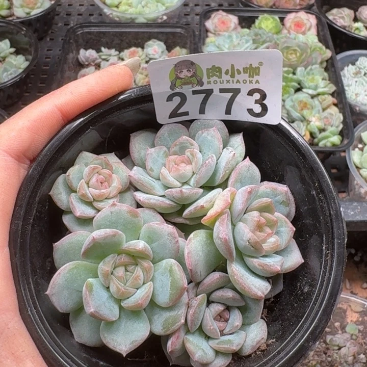 多肉植物多肉植物