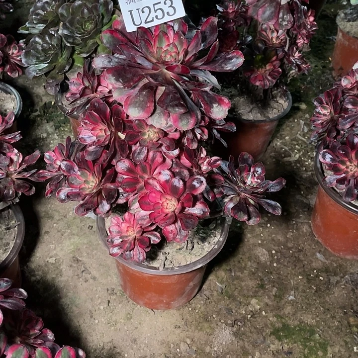 253丽娜多肉植物