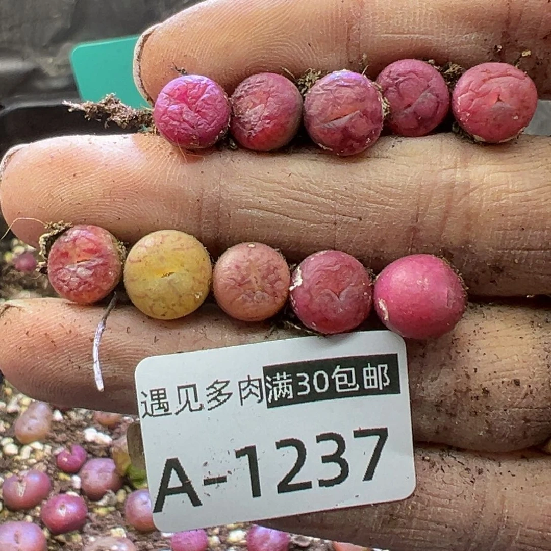 花**界多肉植物111111111111111111