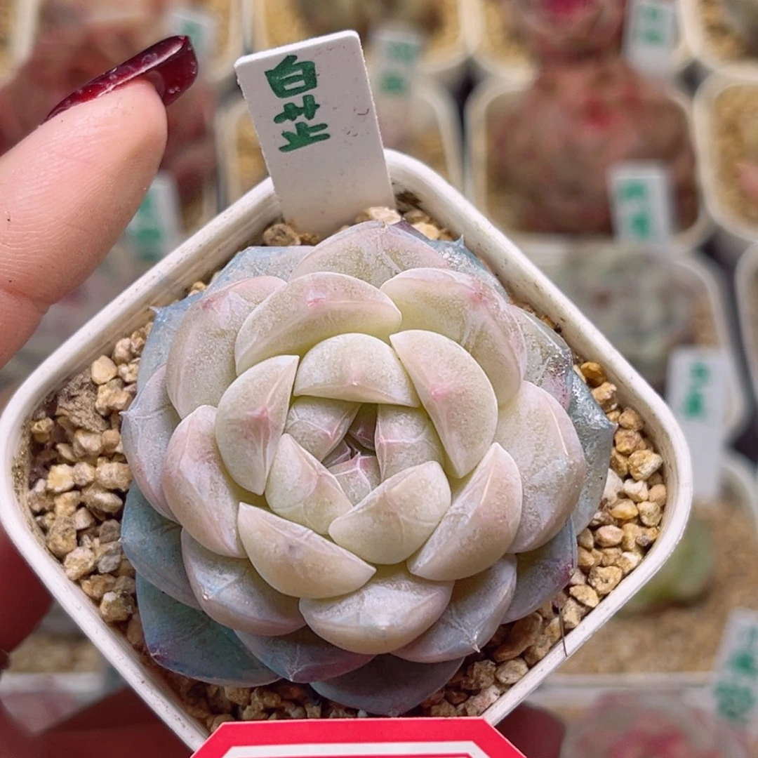 H240一物一拍 白芷珍妮