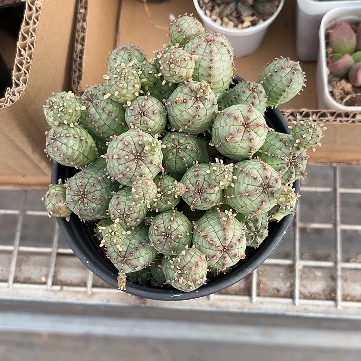 我也不知道我为什么要这样