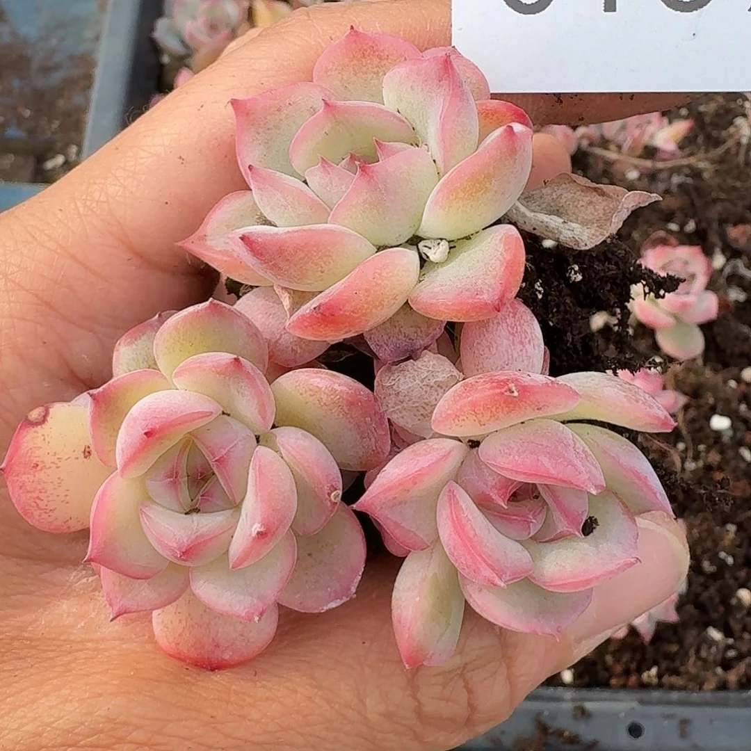 杂交新品珍妮多肉139