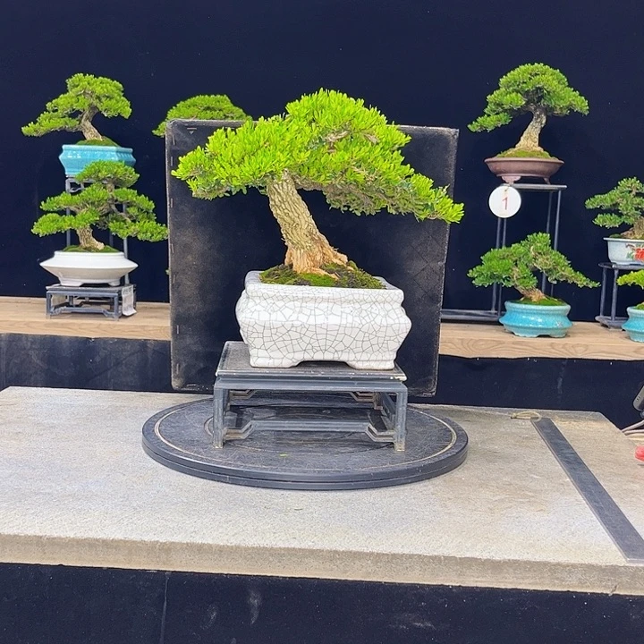 无花朵黄杨盆景四季常绿不落叶
