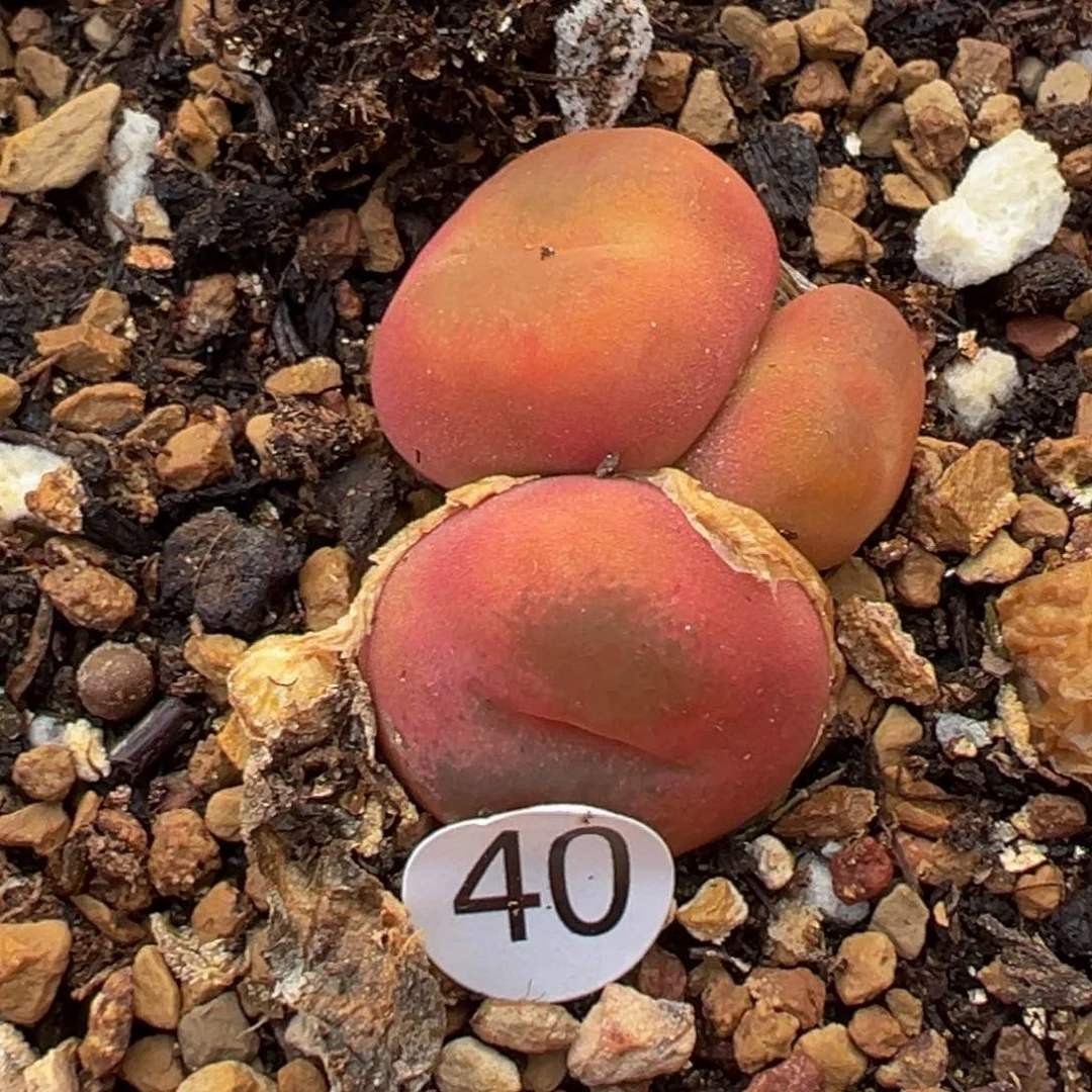 多肉植物111111111111111科