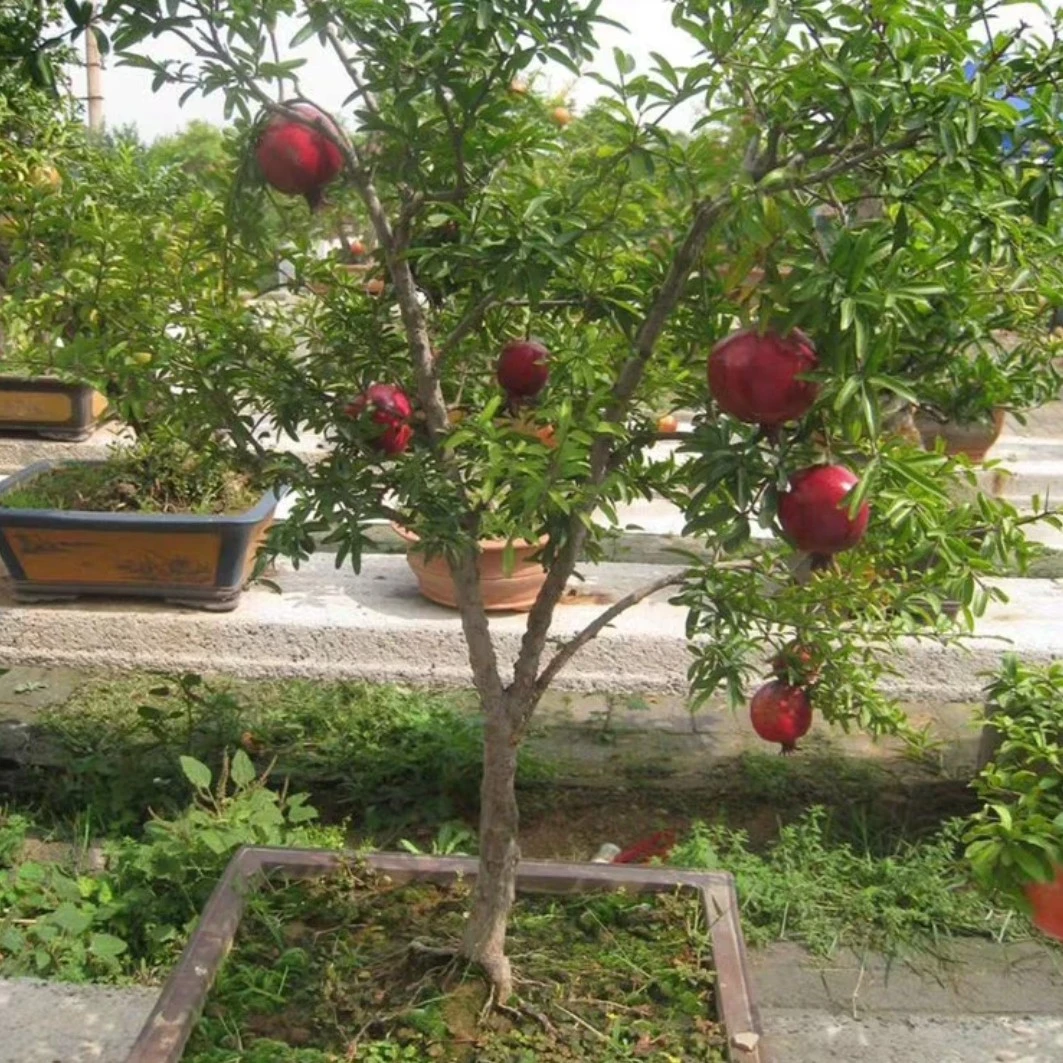 一物一拍庭院果树石榴苗南北方种植盆栽地栽大果品种