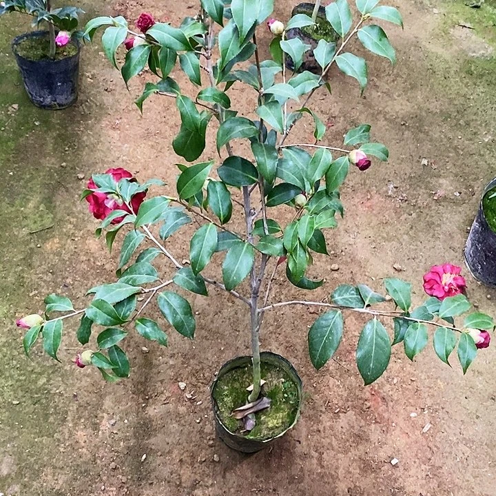 红萨摩。  一物一拍