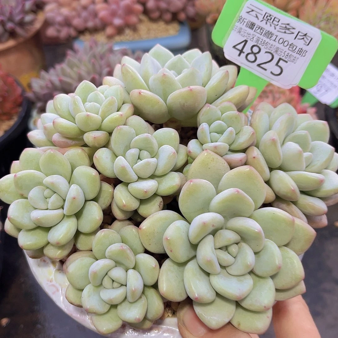 4825泡泡糖多肉植物