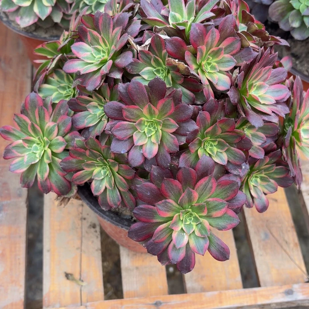 290多肉植物捧花的时候