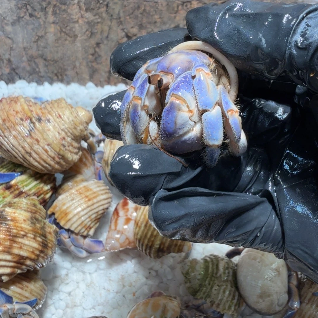 7号直播间紫陆2.6