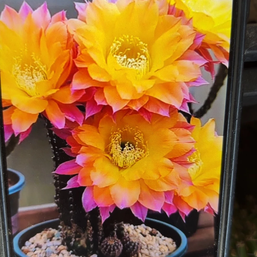 激流阿里侧牙20包邮仙人球3