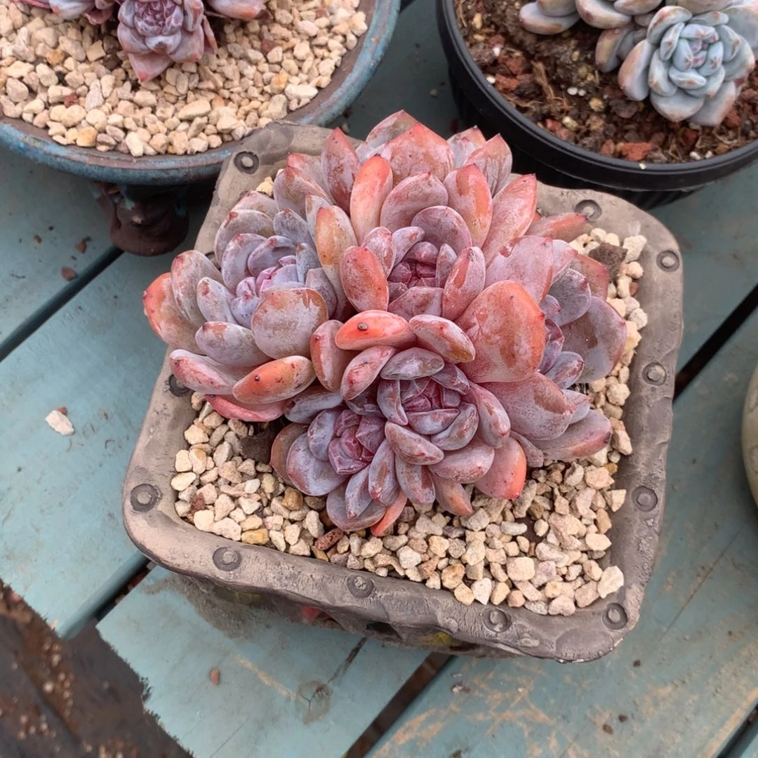 无花朵无砍哈哈哈哈哈哈哈哈哈74