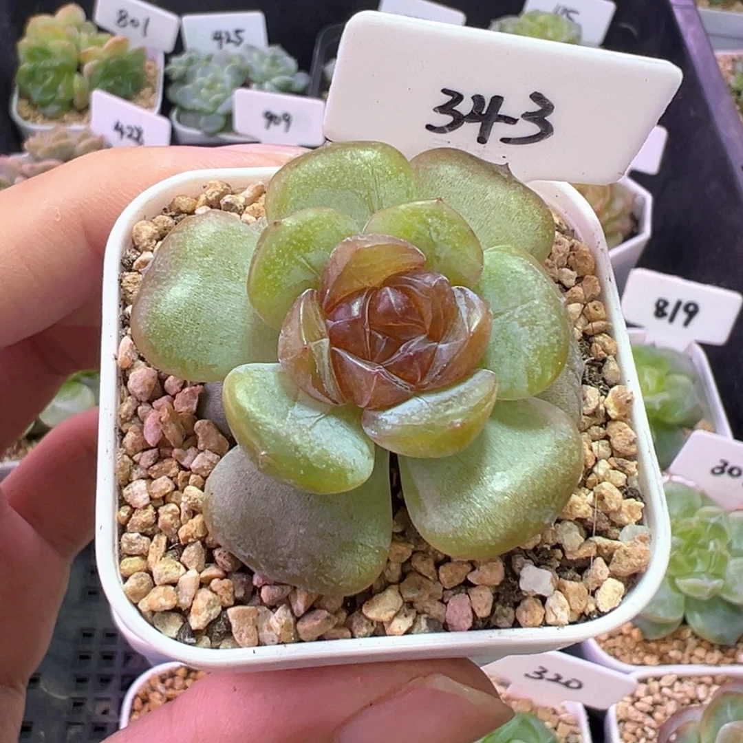 343号香辣堡 晗雨多肉