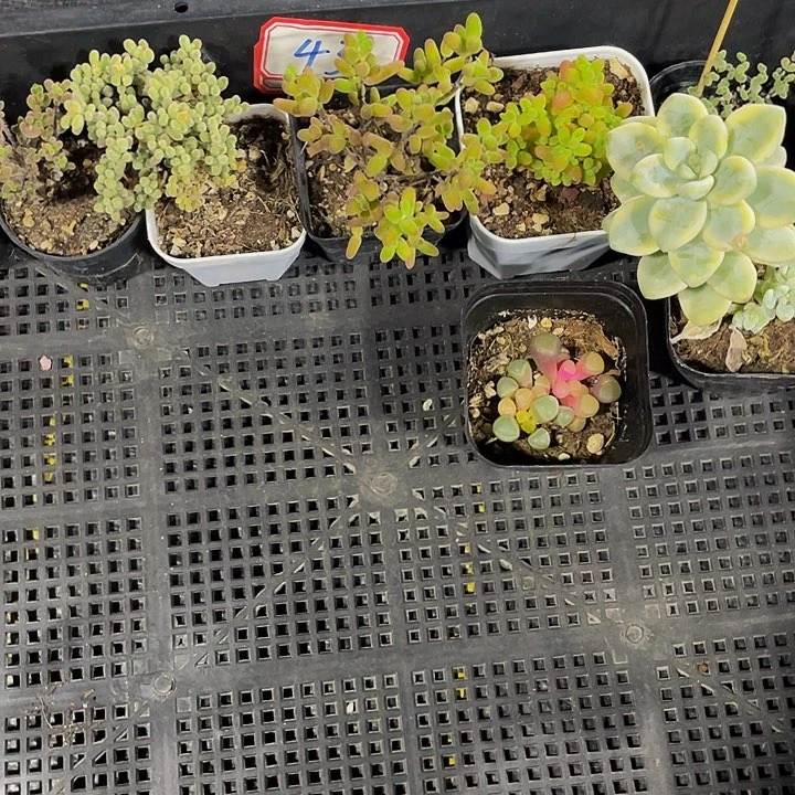 是****丙43号筐带盆土发货