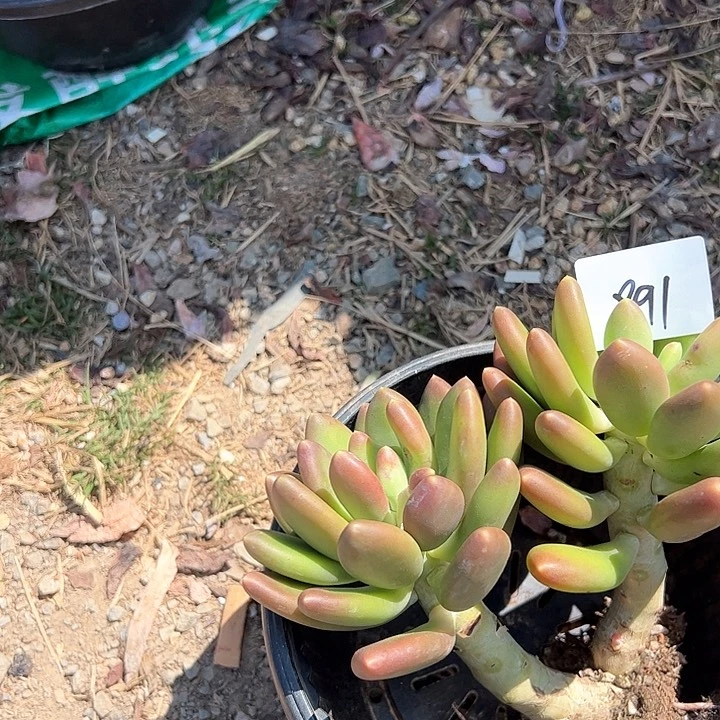 蔷**院891/////////////