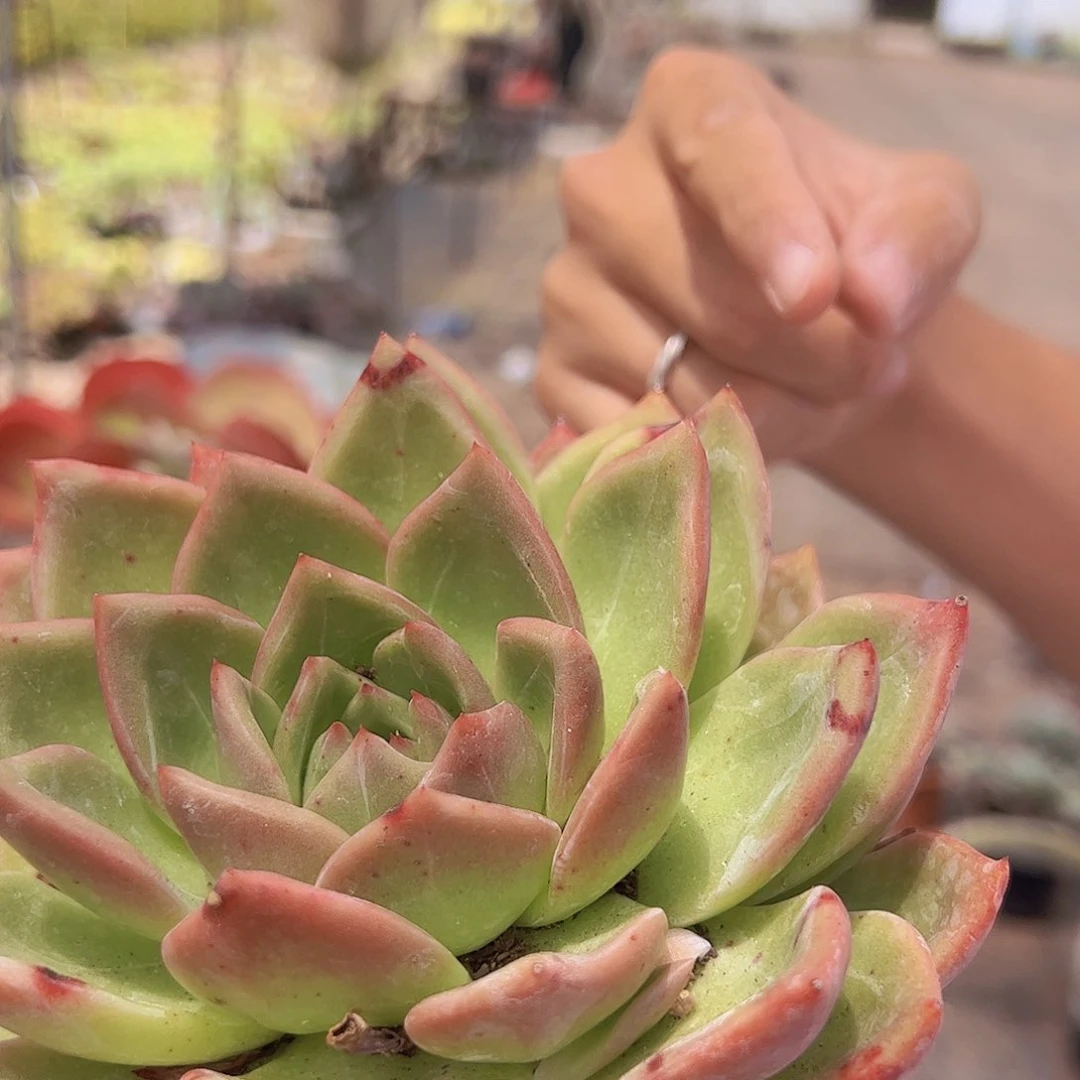 香槟 大单头 多肉植物