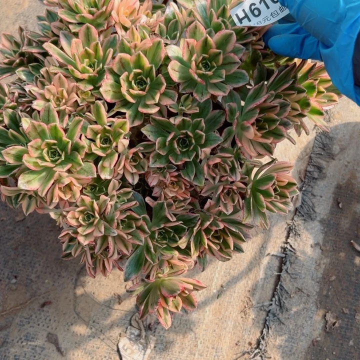 610甜茶多肉多肉