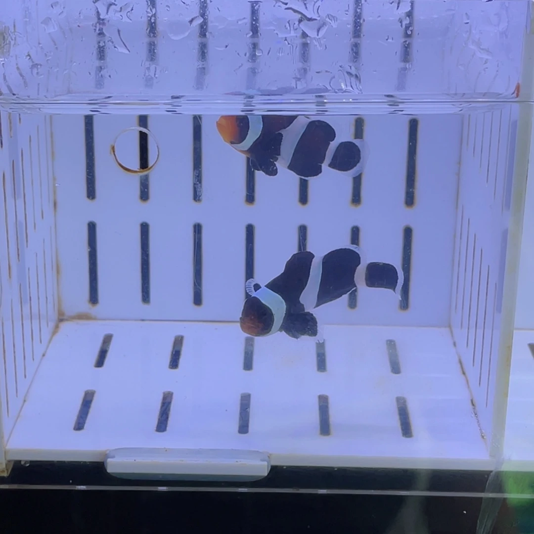 海水鱼开赛福利一对澳黑