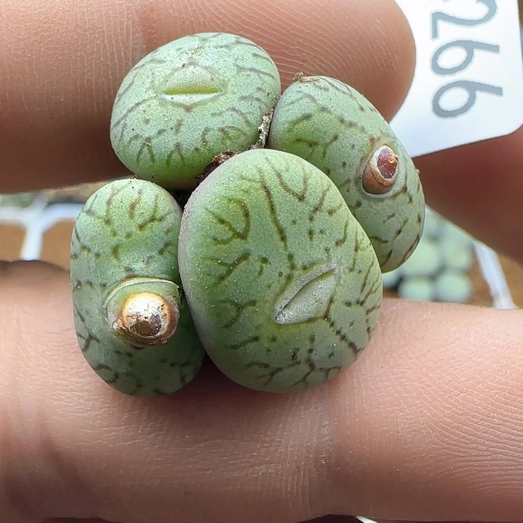 脱土年后发货24266