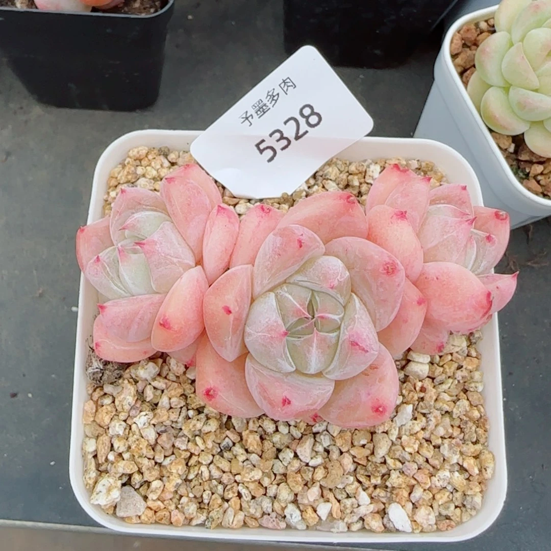 白泽珍妮群，5328多肉植物