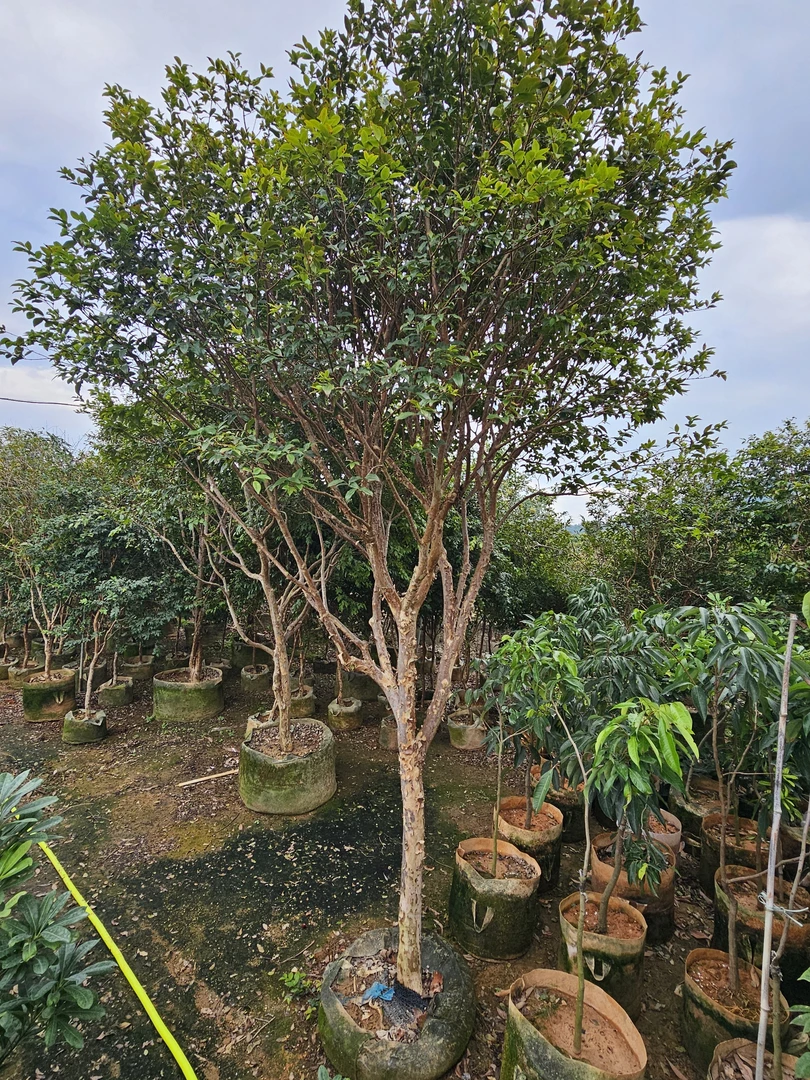 树葡萄盆栽观赏一树一拍