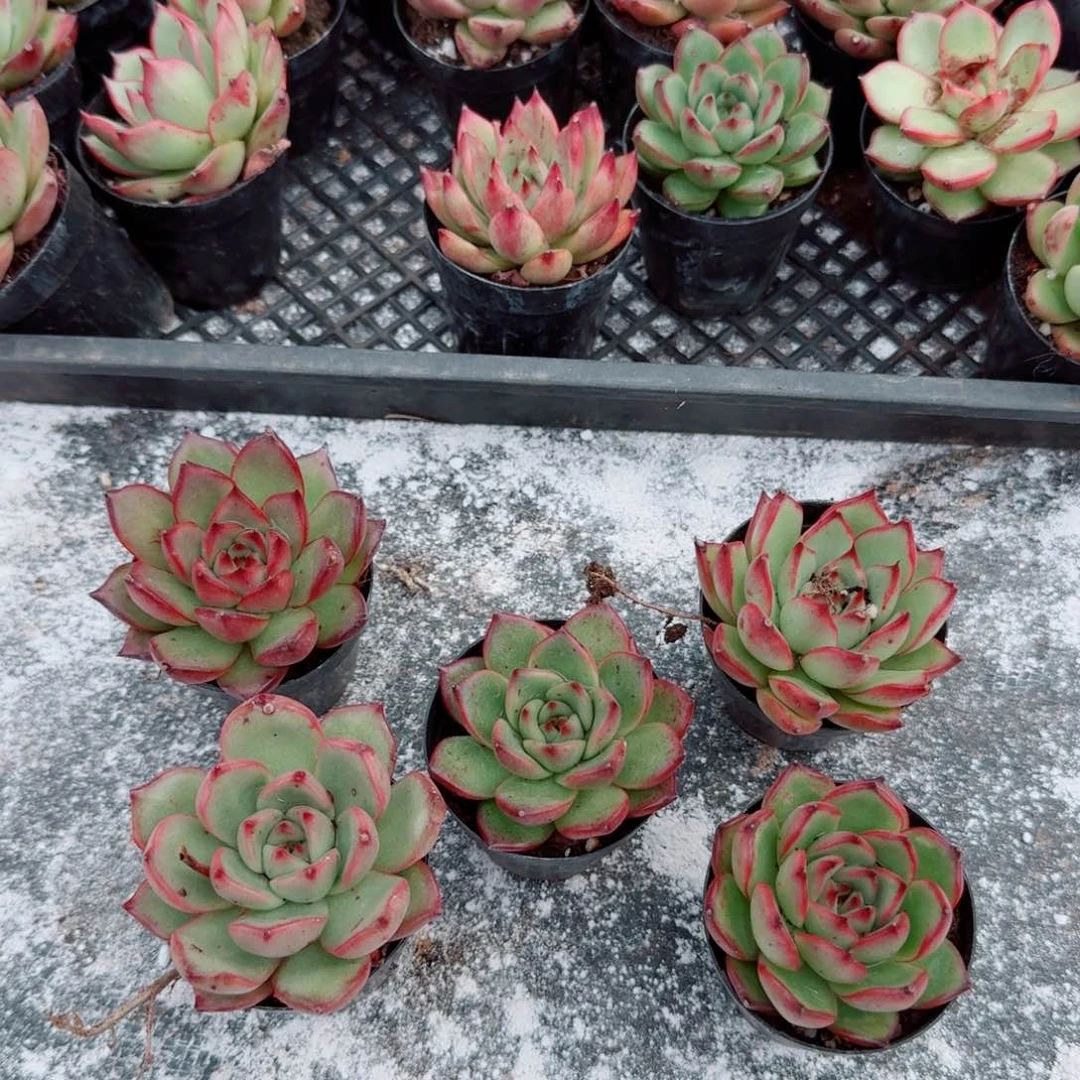 东云杂交万宝龙五颗量拍30-14