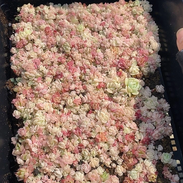 148 多肉植物盆栽花卉植物