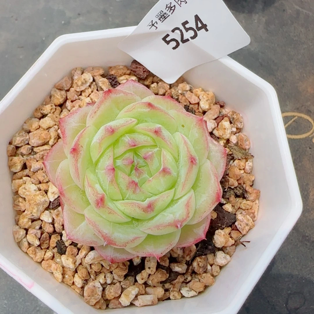 下播福利，5254多肉植物