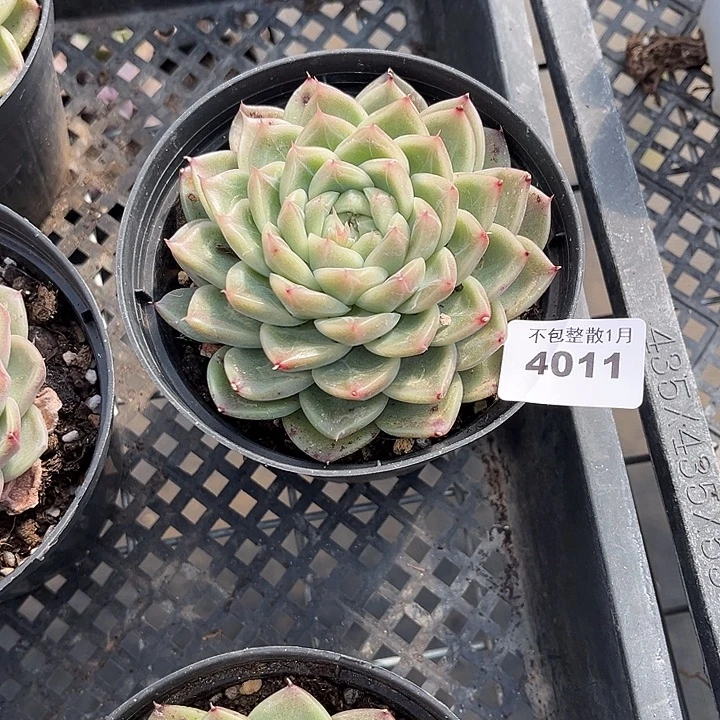 阿雅园艺。    4011钻石珍妮