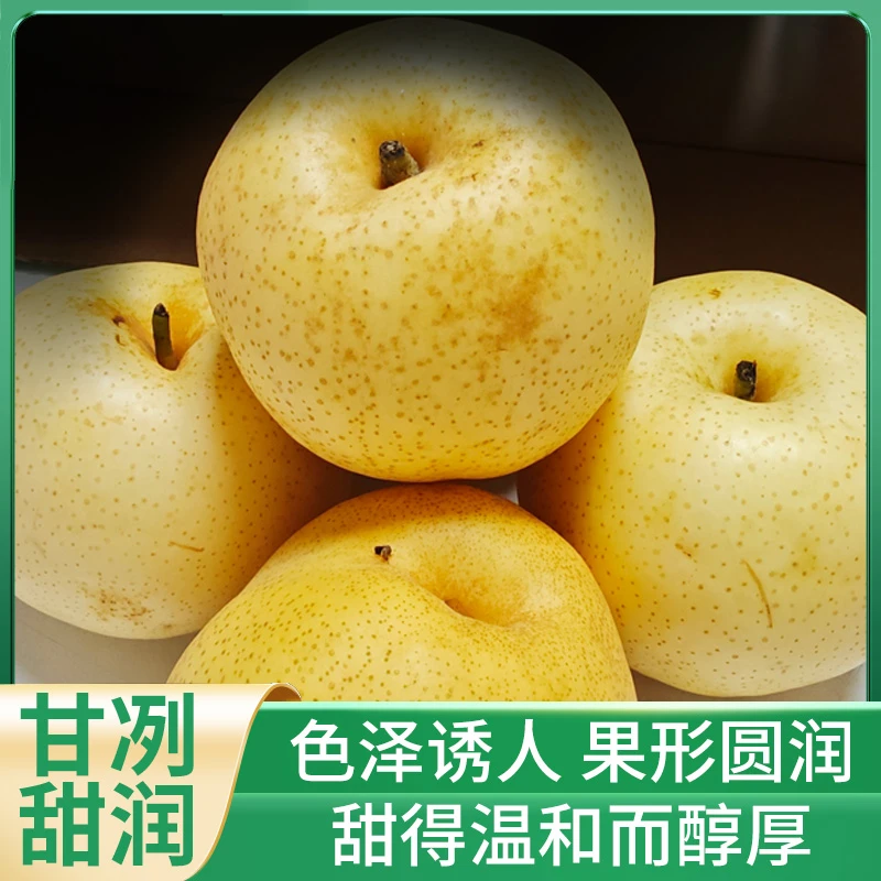 博望黄金梨水果脆甜皮薄多汁整箱大黄金梨无渣正宗现摘先发