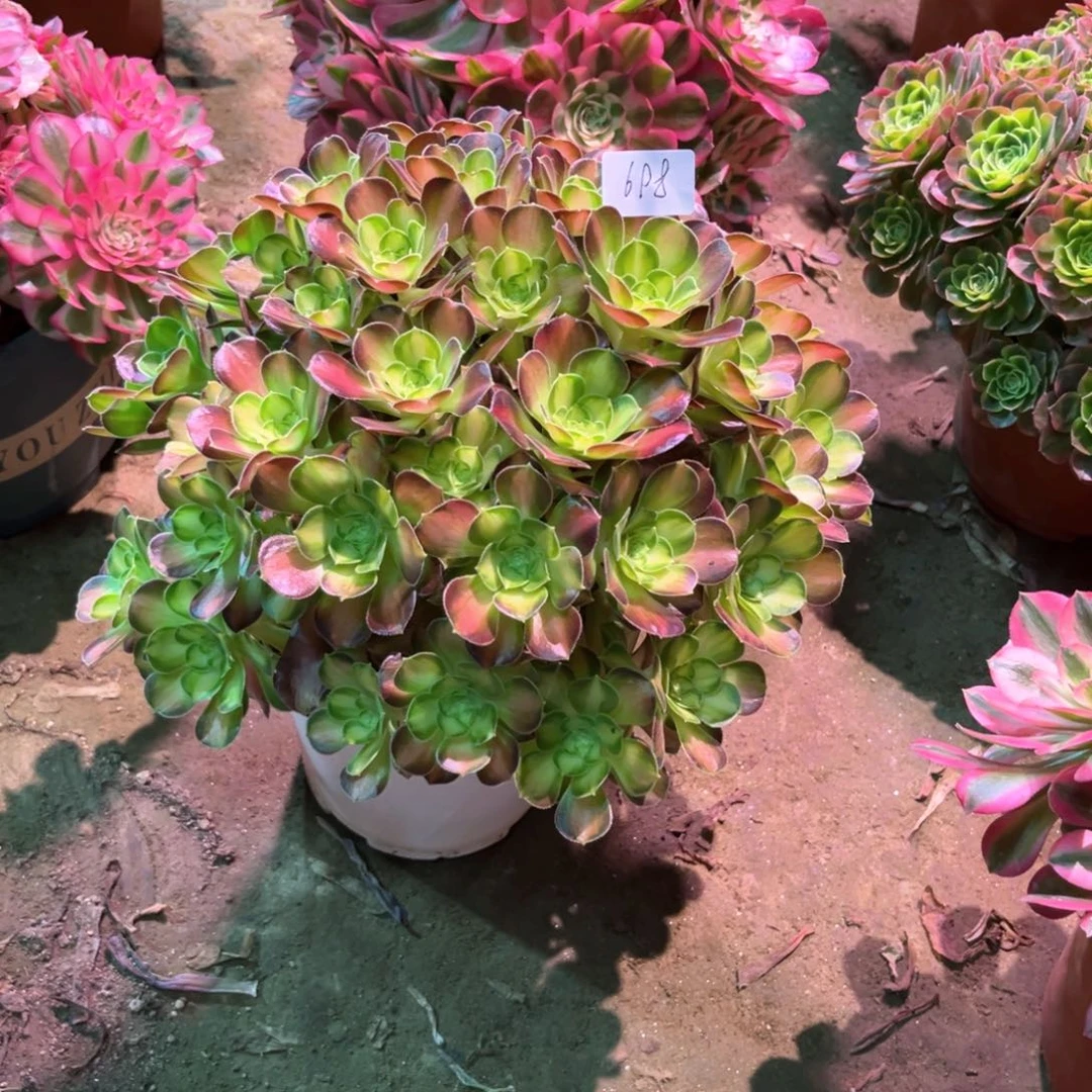 多肉植物韶华698