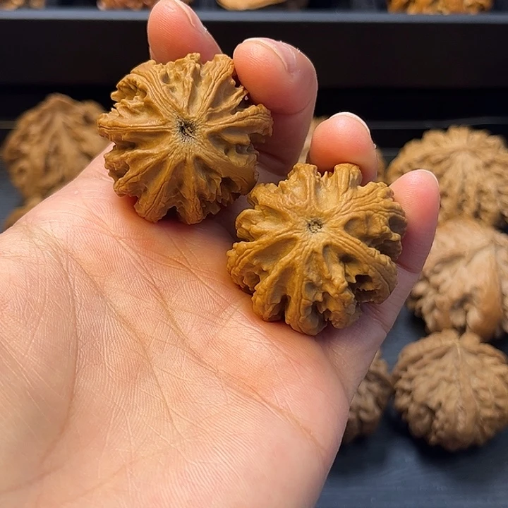核桃秦岭突突突突突突突2