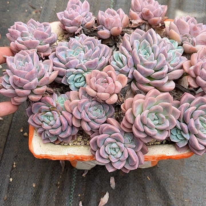 多肉植物一物一拍