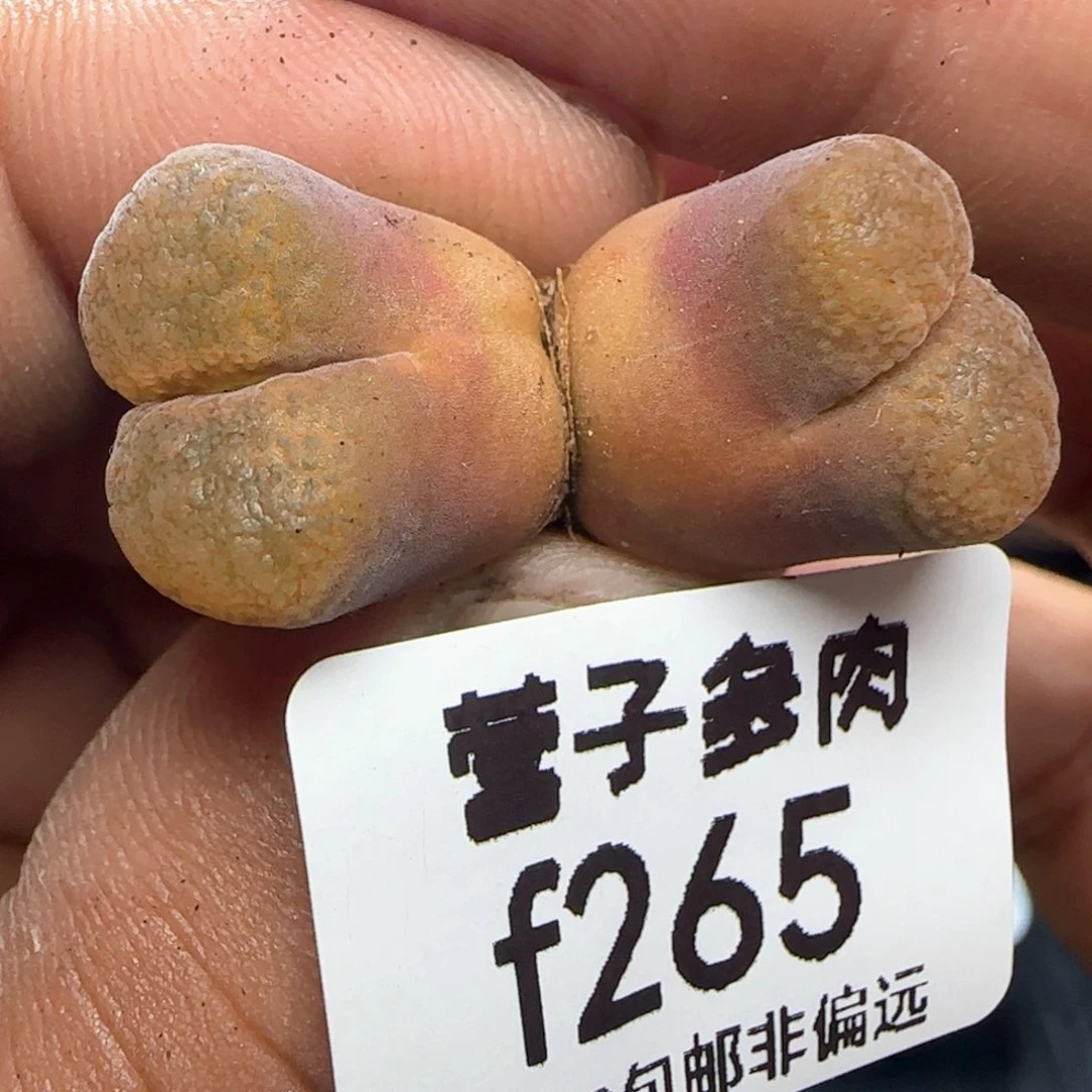 蛋糕双头。