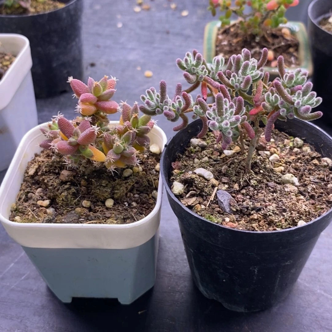 三**孩154两颗。  冰晶和玉米。