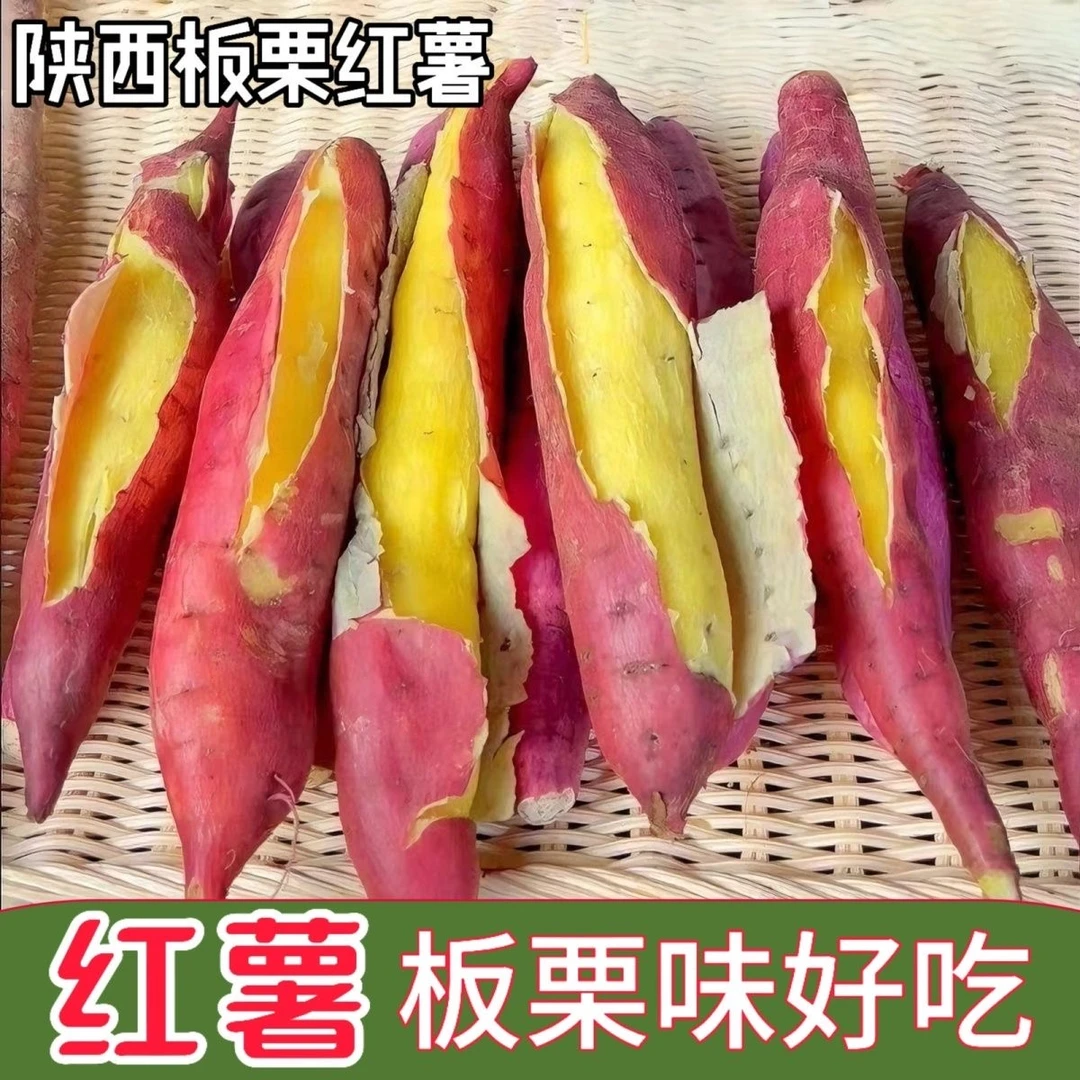 正宗陕西黄心板栗薯新鲜红薯粉糯香甜干面沙地瓜山芋农家自种香薯