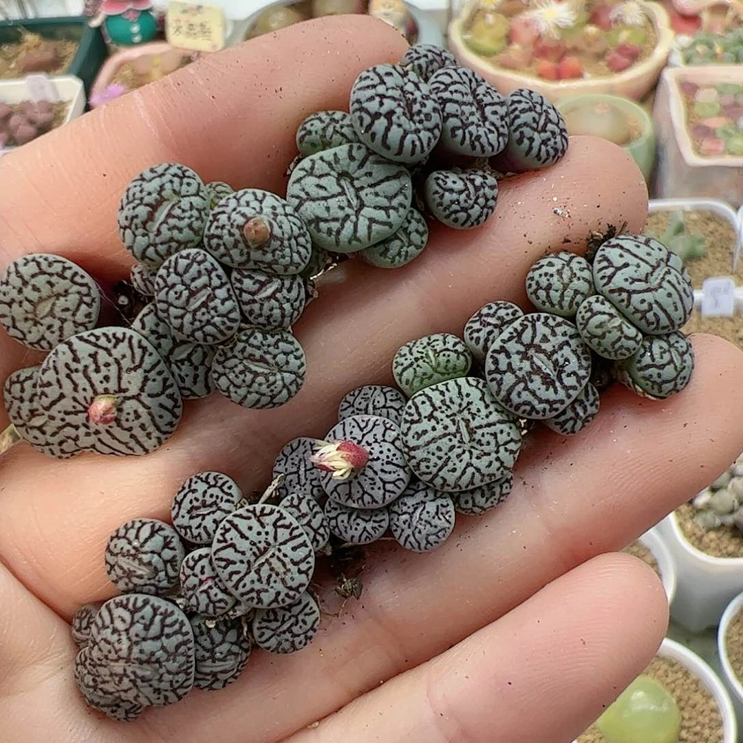 【闪购商品】364 超墨 秒