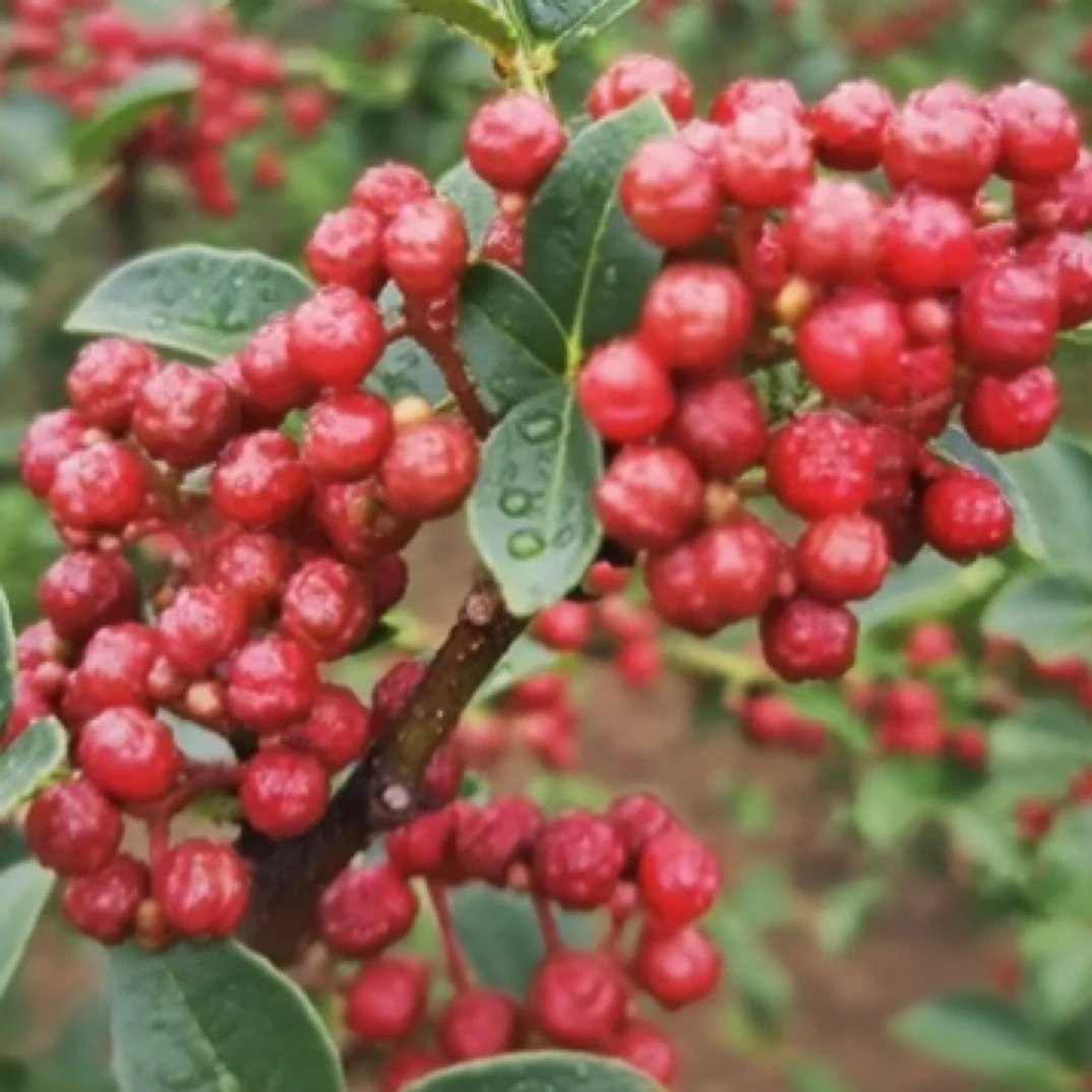 贵州大凉山新花椒鲜花椒鲜红花椒现摘现发湖南本地辣椒新鲜