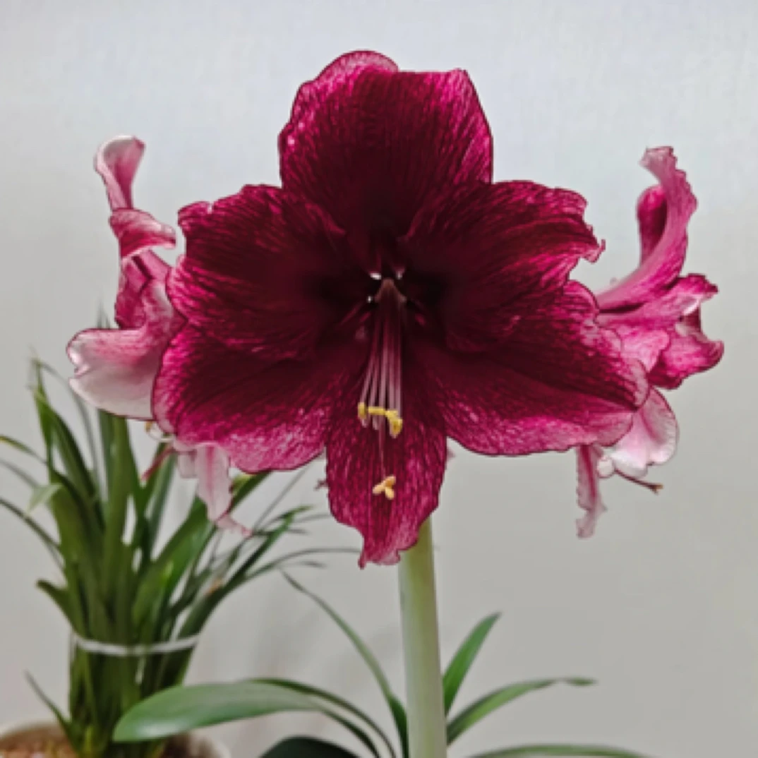 【达芙妮】基地自然球