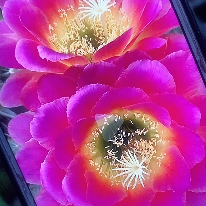 星火侧芽5公分毛花柱