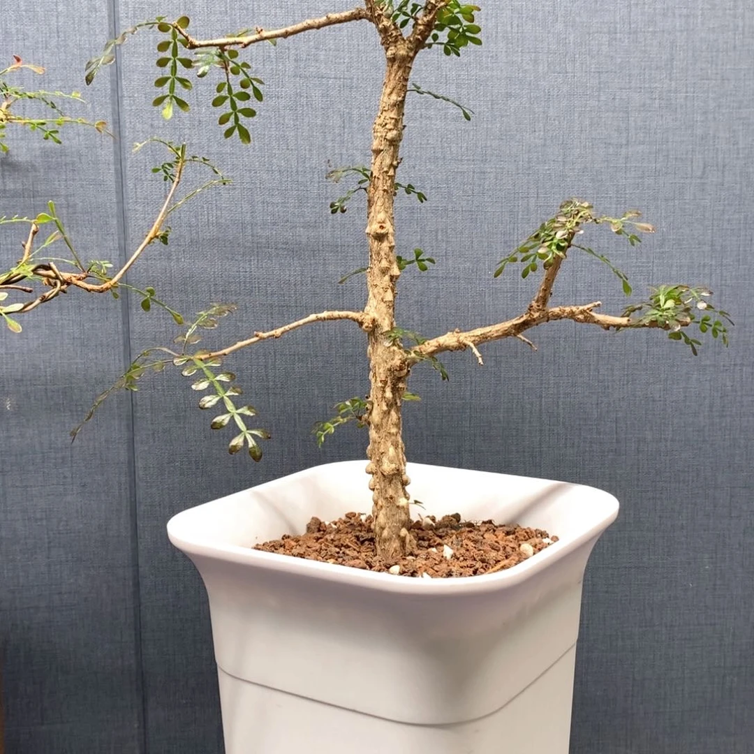 列加氏漆树带盆发货