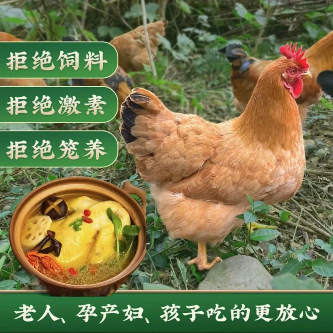 BB精选三只高山散养散放2年黄油老母鸡保留蛋黄鸡心顺丰京东