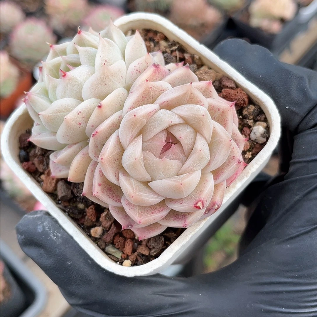 优选女王精品826