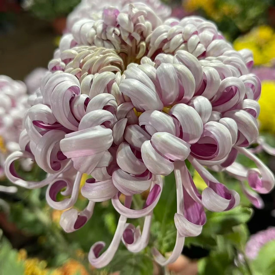 【新版紫龙卧雪】稀有品种菊花盆栽菊苗耐寒植物开花大菊花带花苞