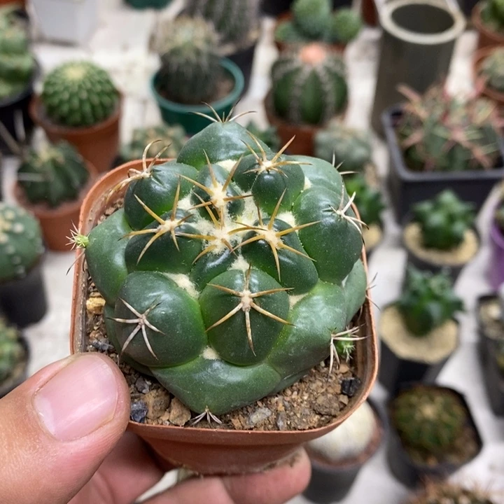 实生安宅象牙特价