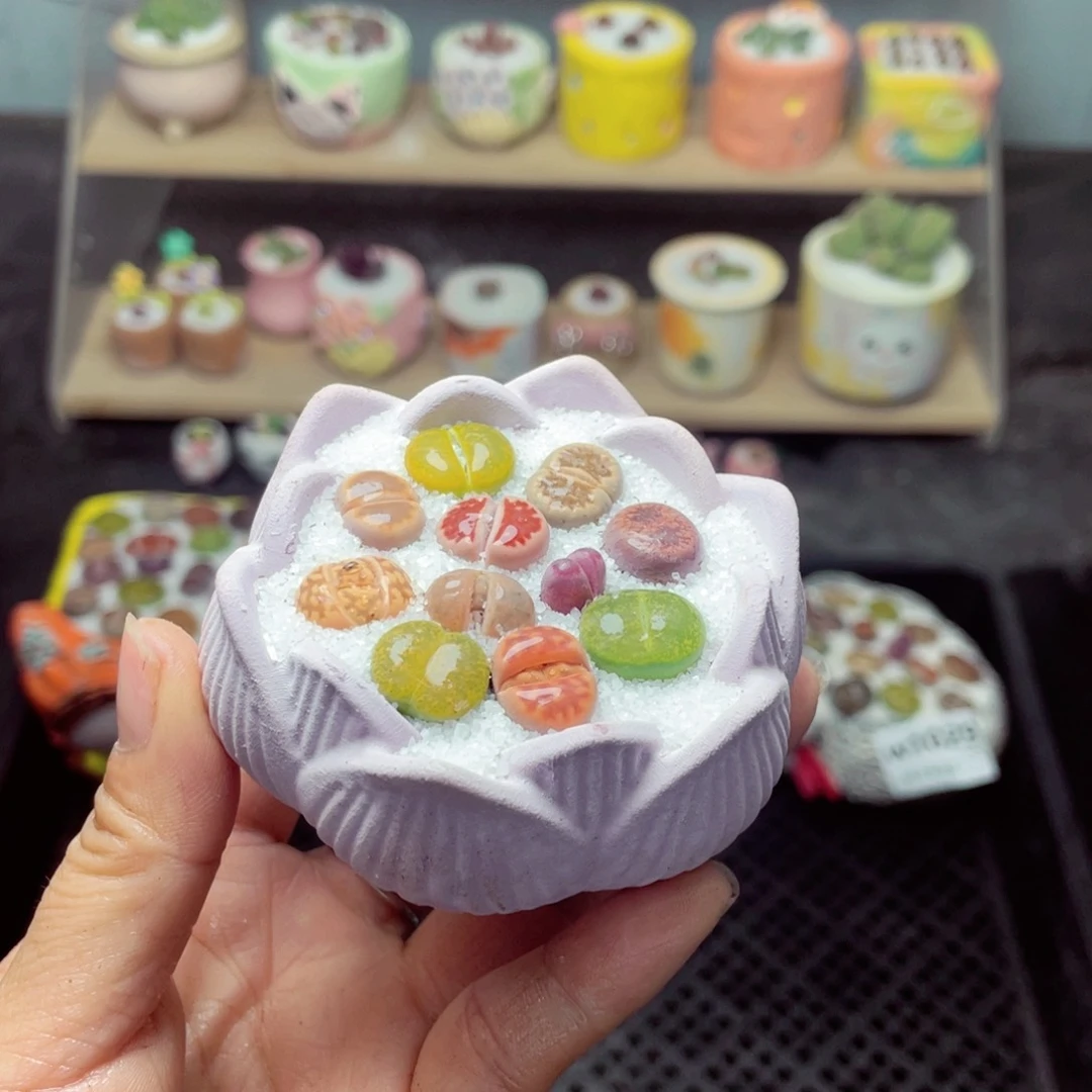 w1031 带盆土发货 -零下地区拍保温箱