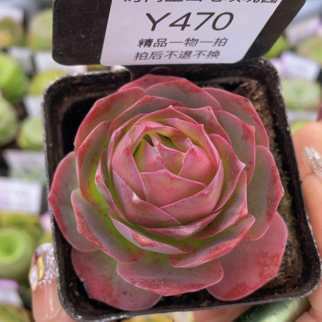 黄金帕杂交新年福利470