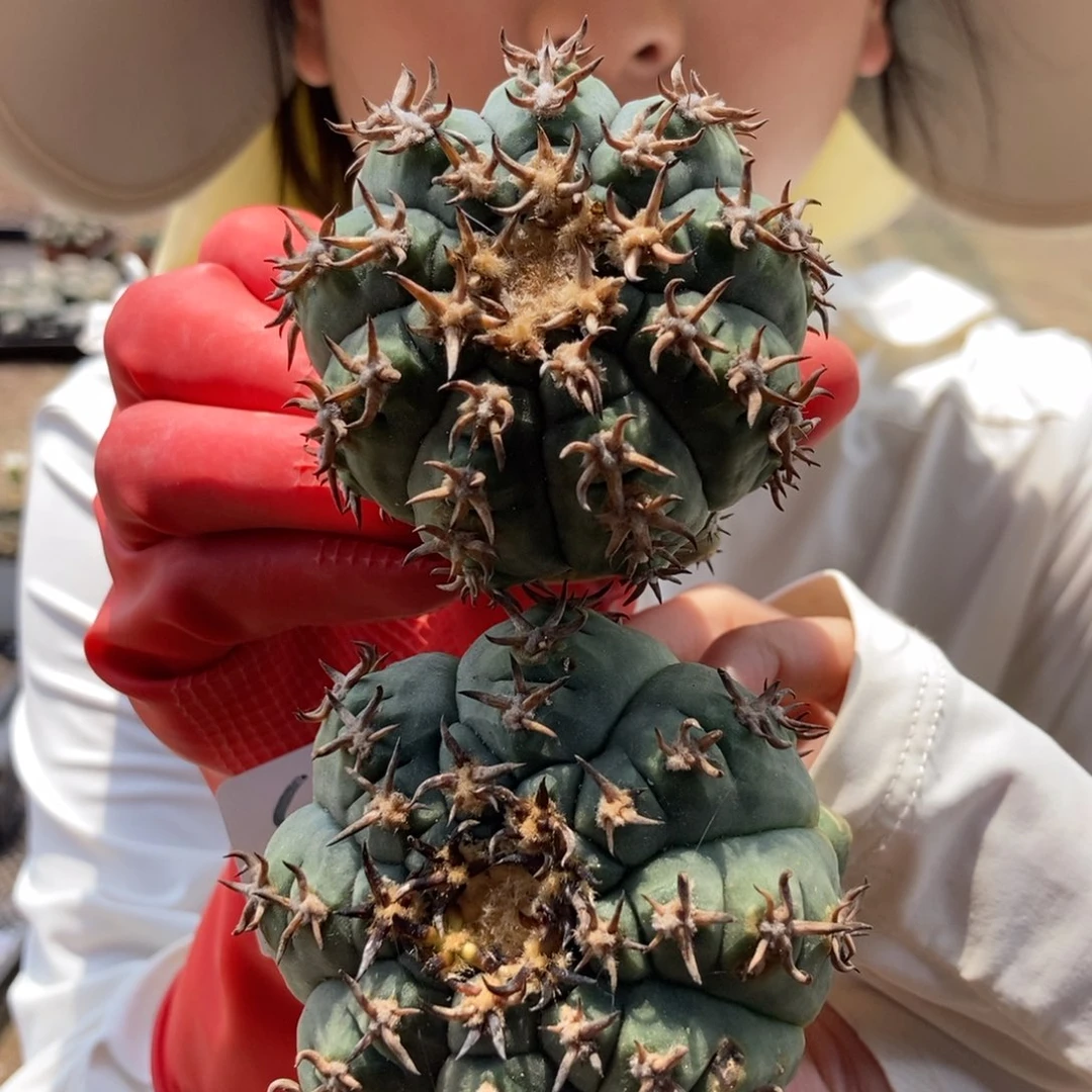 2-13猫爪一物一拍仙人球2颗