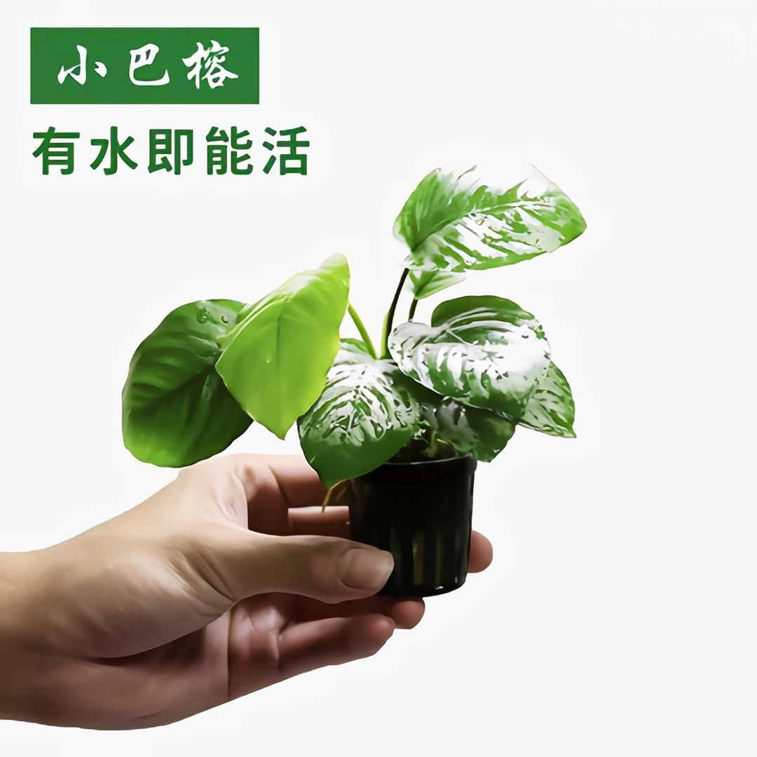 小巴榕水草前后景草新手入门级阴性活体真水草水榕类鱼缸懒人造景