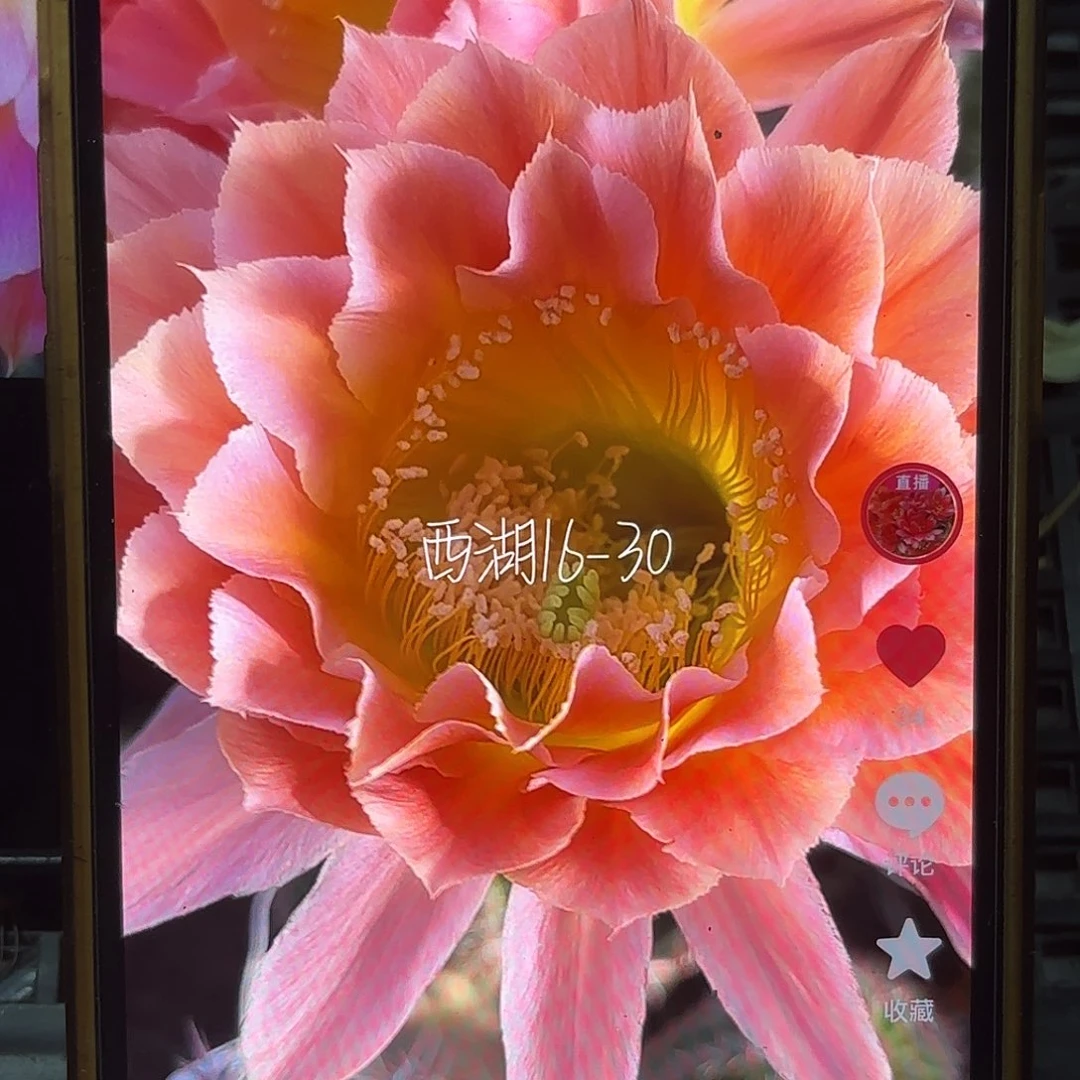 16-30彩侧牙20包邮包24